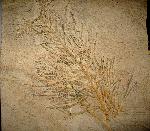 Palaeocyparis princeps